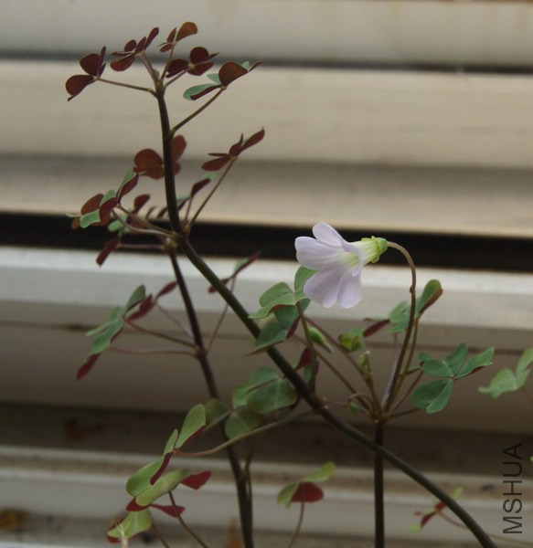 Oxalis incarnata �׷��� 3.JPG