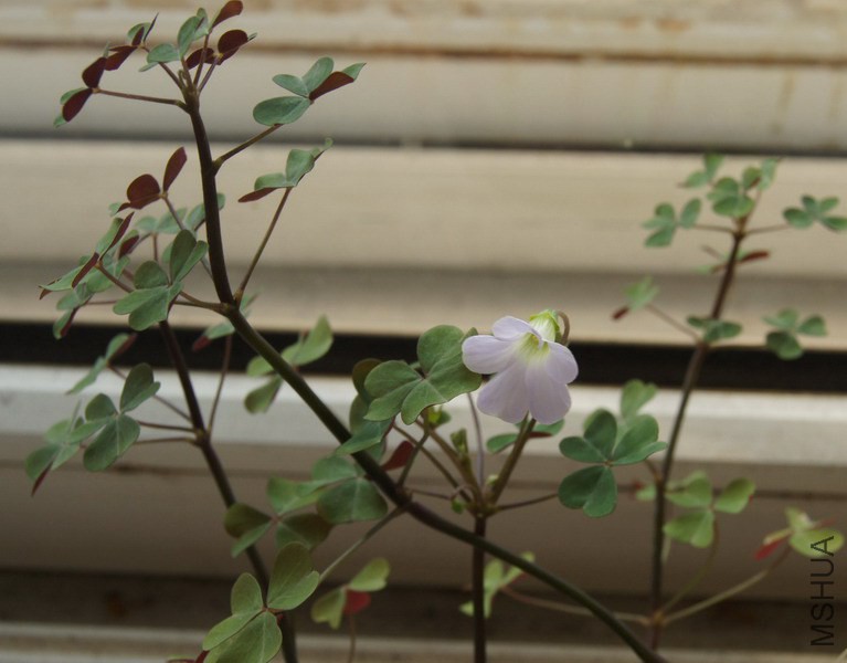 Oxalis incarnata �׷��� 1.JPG