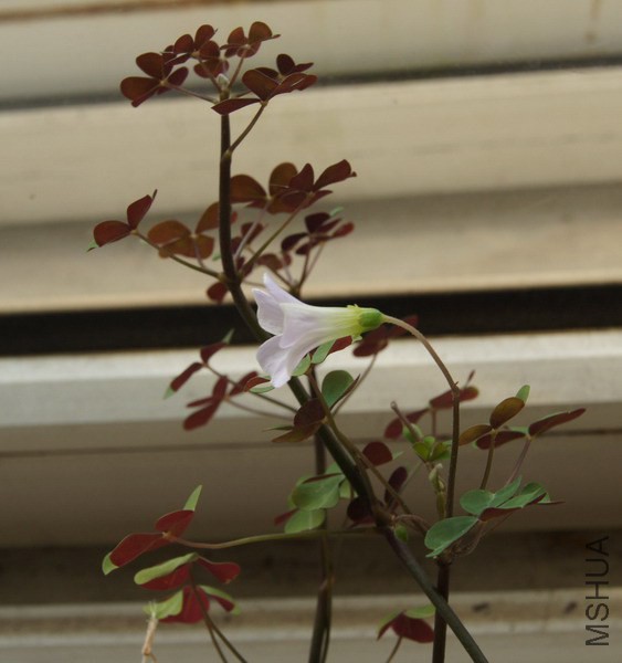 Oxalis incarnata �׷��� 2.JPG
