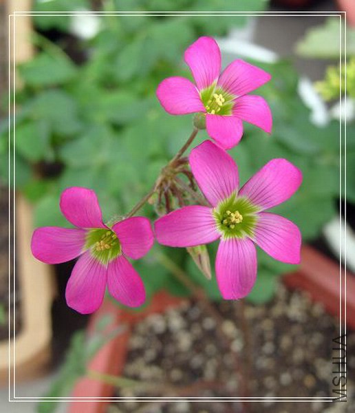 Oxalis lasiandra ë��.jpg