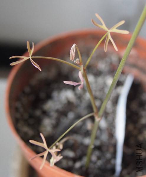 Oxalis livida ������ 1.jpg