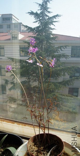 Oxalis livida ������ 5.jpg