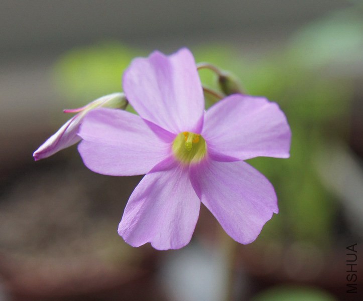 Oxalis livida ������ 2.jpg
