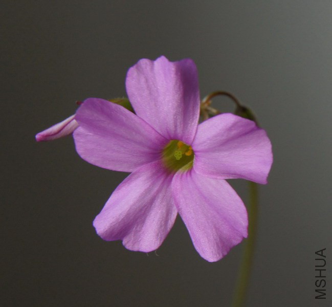 Oxalis livida ������ 3.jpg