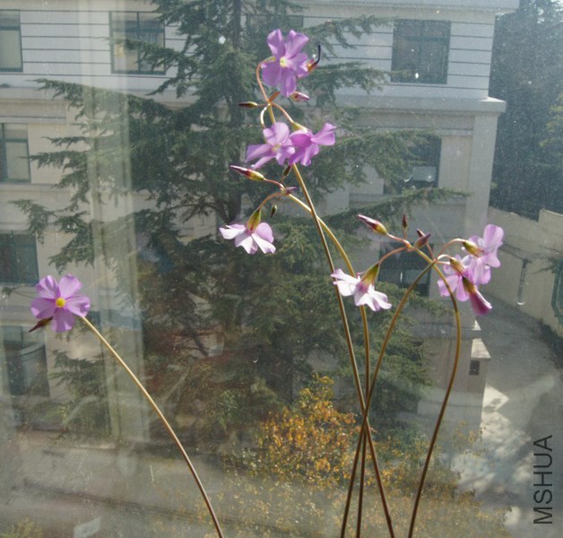 Oxalis livida ������ 4.jpg