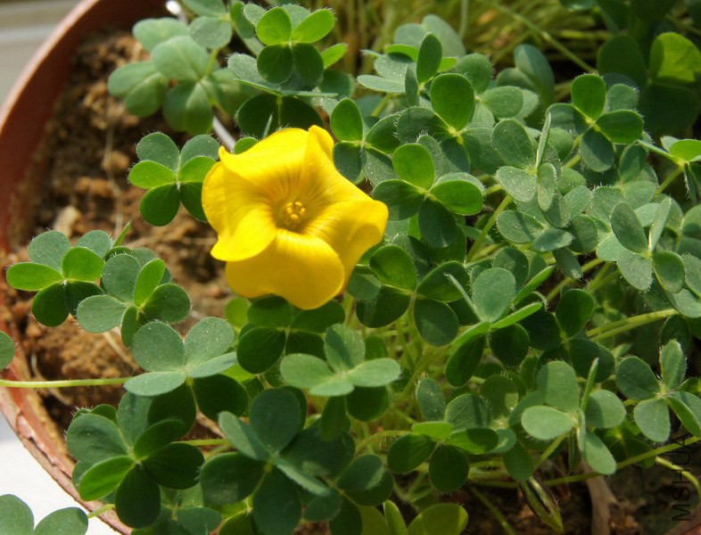 Oxalis lobata ����Ҷ.jpg
