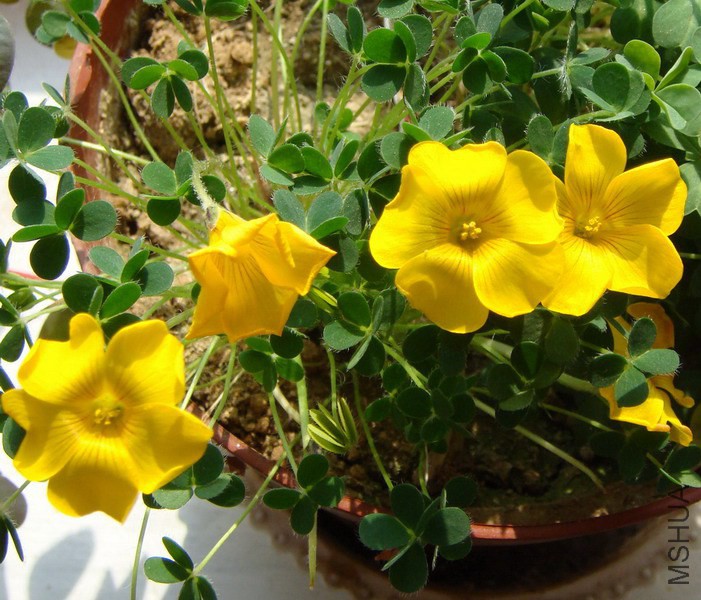 Oxalis lobata ����Ҷ 2.jpg