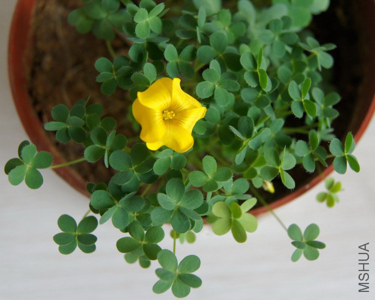 Oxalis lobata ����Ҷ 1.jpg