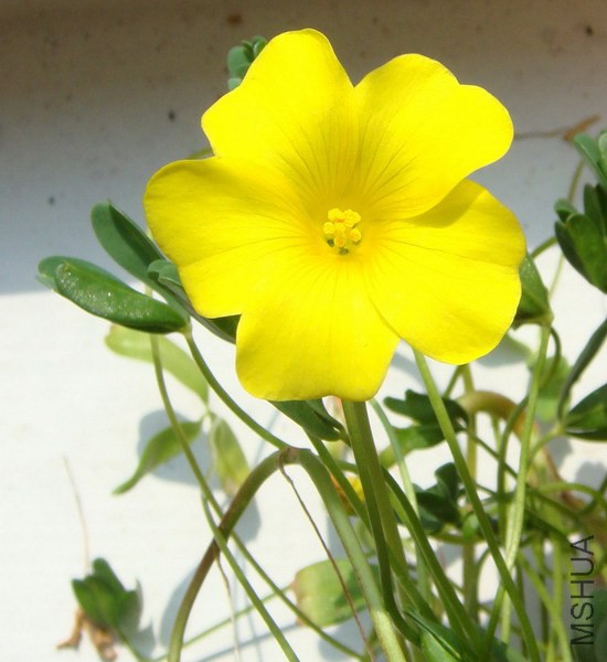Oxalis namaquana.jpg
