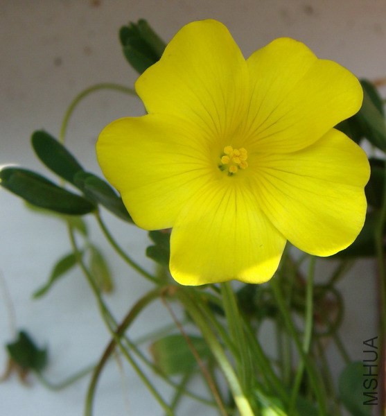 Oxalis namaquana 1.jpg