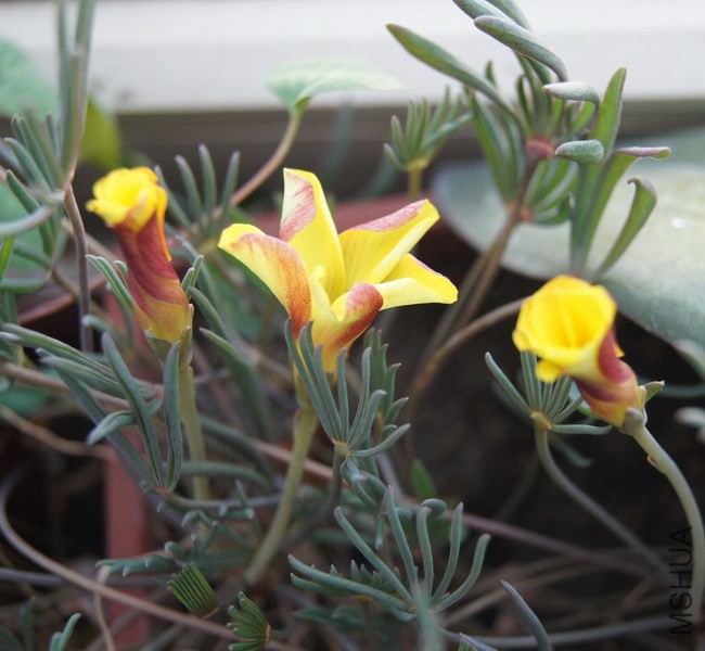 Oxalis namaquensis ���צ��.jpg