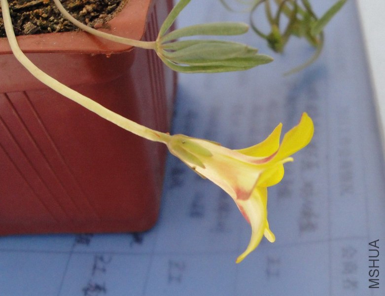 Oxalis namaquensis ���צ�� 1.jpg