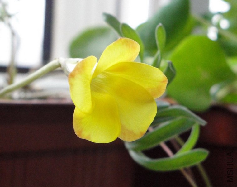 Oxalis namaquensis ���צ�� 2.jpg