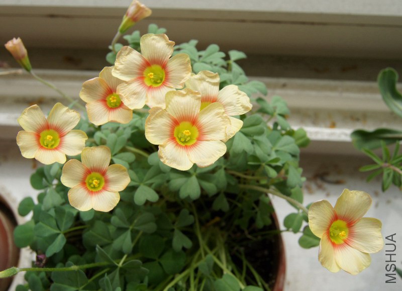 Oxalis obtusa 'Apricot Cream' 1.jpg