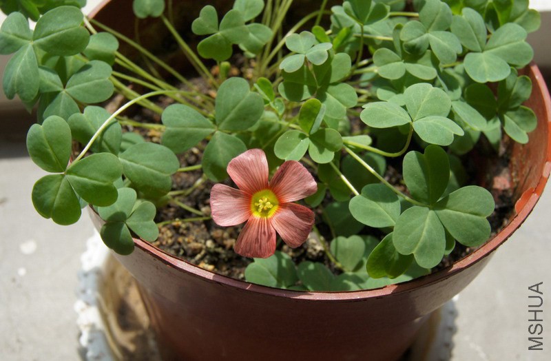 Oxalis obtusa Baroux ����.jpg