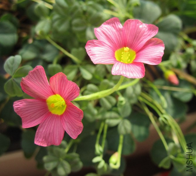 Oxalis obtusa 'High Pink' 1.jpg
