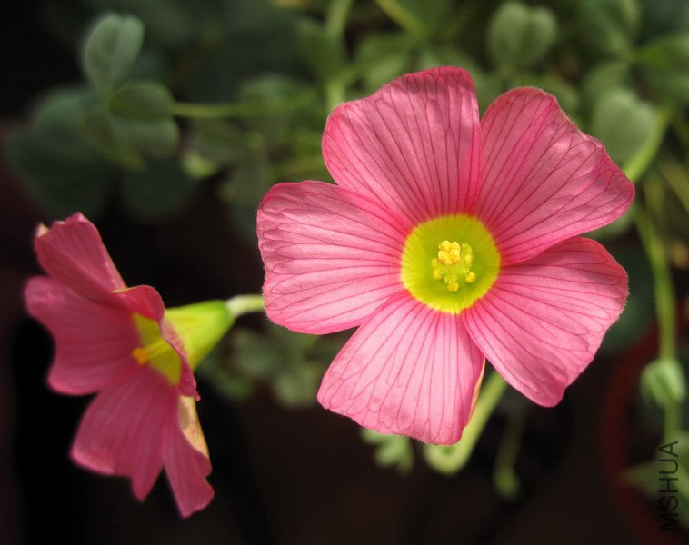 Oxalis obtusa 'High Pink'.jpg