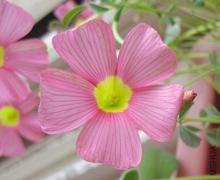Oxalis obtusa 'High Pink' 4.jpg