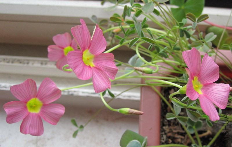 Oxalis obtusa 'High Pink' 3.jpg