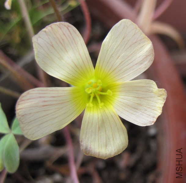 Oxalis obtusa 'High Yellow'.jpg