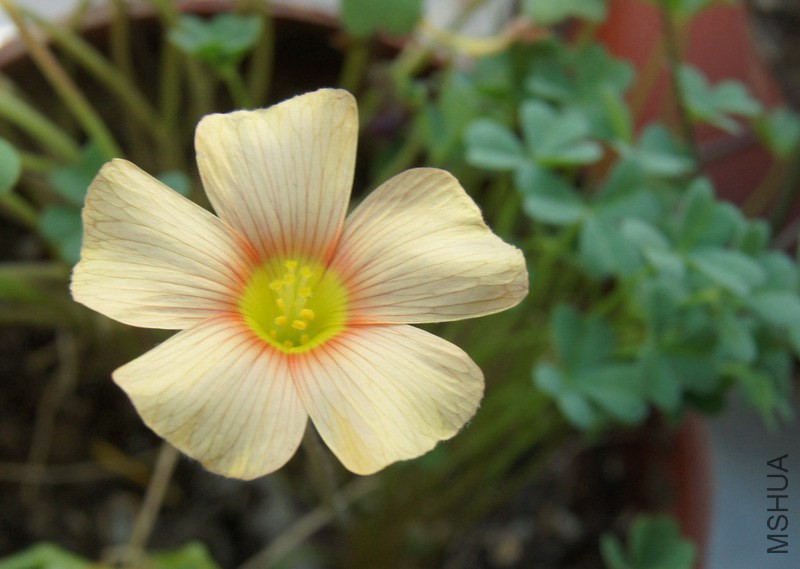 Oxalis obtusa 'Honey' 1.jpg