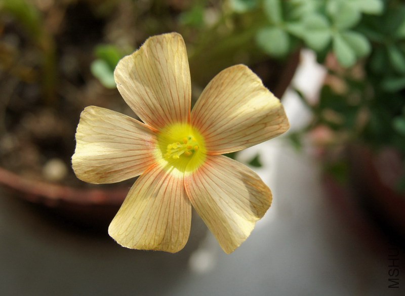 Oxalis obtusa 'Honey' 2.jpg