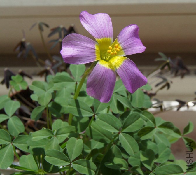 Oxalis obtusa 'Large Form' 1.jpg