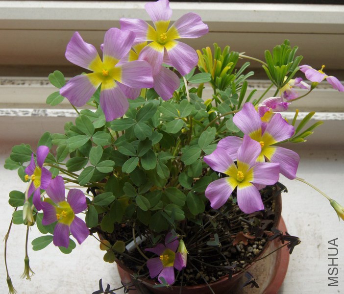 Oxalis obtusa 'Large Form' 3.jpg