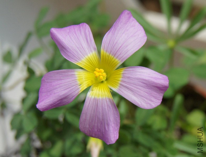 Oxalis obtusa 'Large Form' 2.jpg