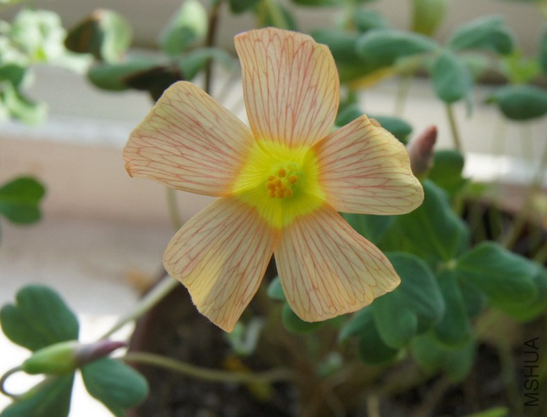 Oxalis obtusa 'Pale Tangerine' 1.jpg