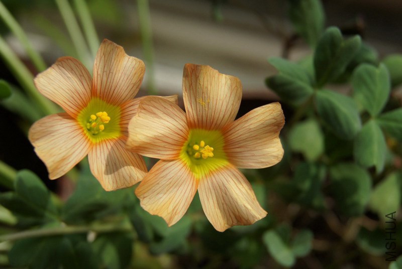 Oxalis obtusa 'Pale Tangerine' 2.jpg