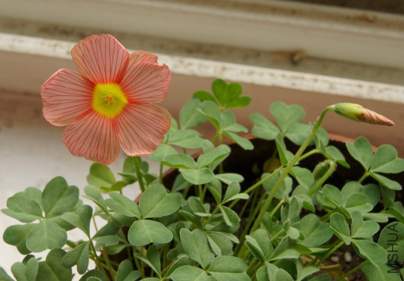 Oxalis obtusa 'Peach' 1.jpg