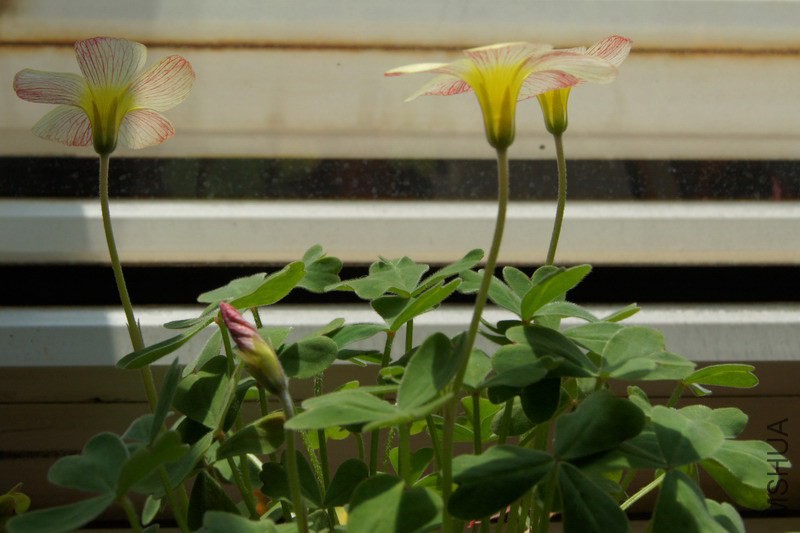 Oxalis obtusa sunset(Oxalis sp. charm yellow) .jpg