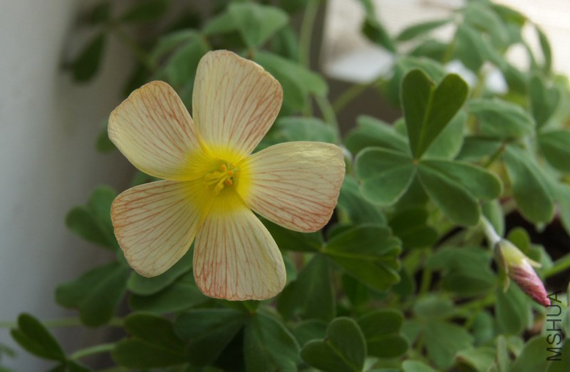 Oxalis obtusa sunset(Oxalis sp. charm yellow)  2.jpg