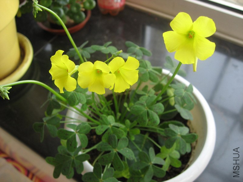 Oxalis pes-caprae (Oxalis cernua) ��Ҷ�ƻ�������1.jpg