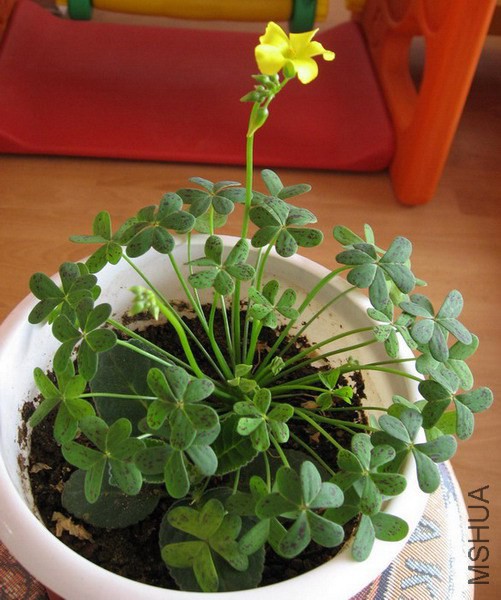 Oxalis pes-caprae (Oxalis cernua) ��Ҷ�ƻ�������.jpg