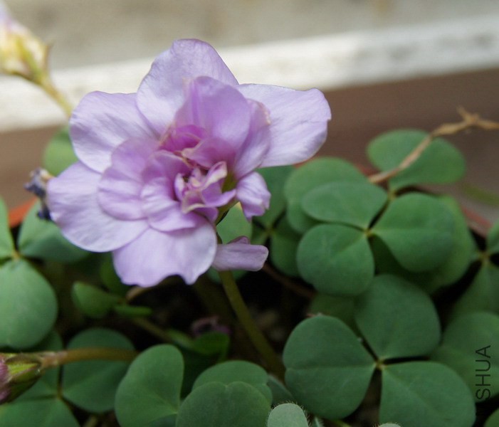Oxalis pompom ���� 3.jpg
