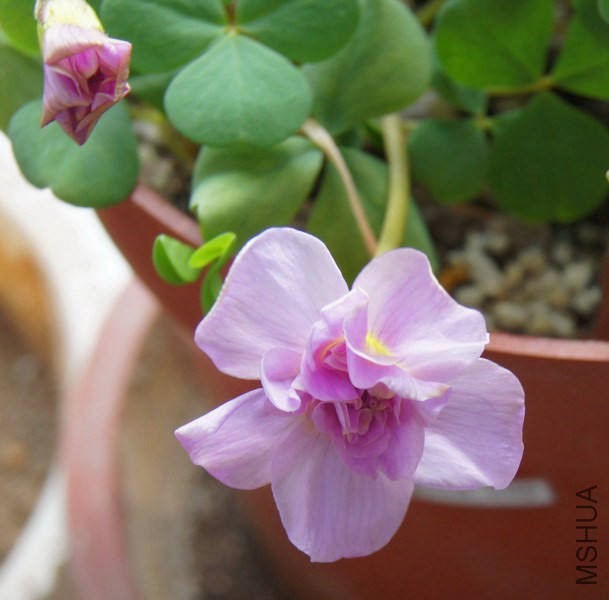 Oxalis pompom ���� 2.jpg
