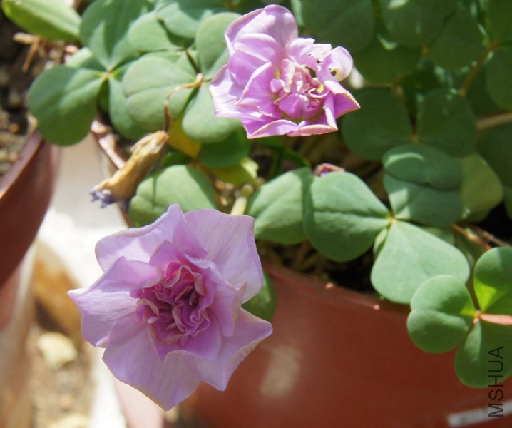 Oxalis pompom ���� 1.jpg