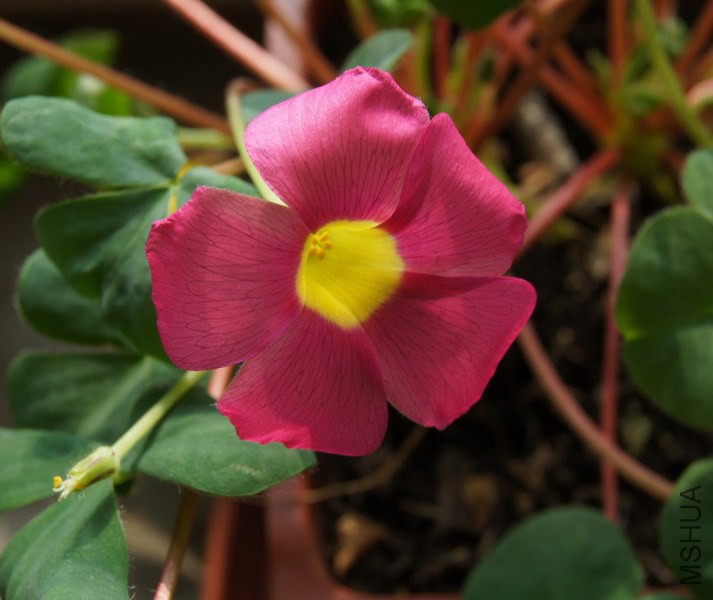 Oxalis purpurea 'Cherry' ���ܽ��.jpg