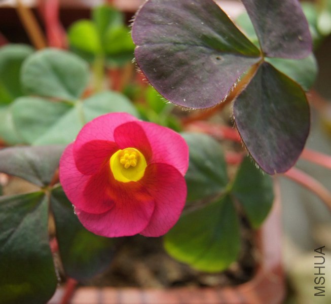 Oxalis purpurea 'Garnet' ��Ҷܽ�� 1.jpg