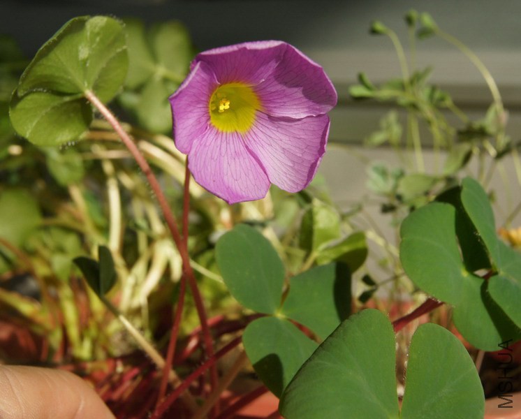 Oxalis purpurea 'Lavender' ������ܽ�� 2.jpg
