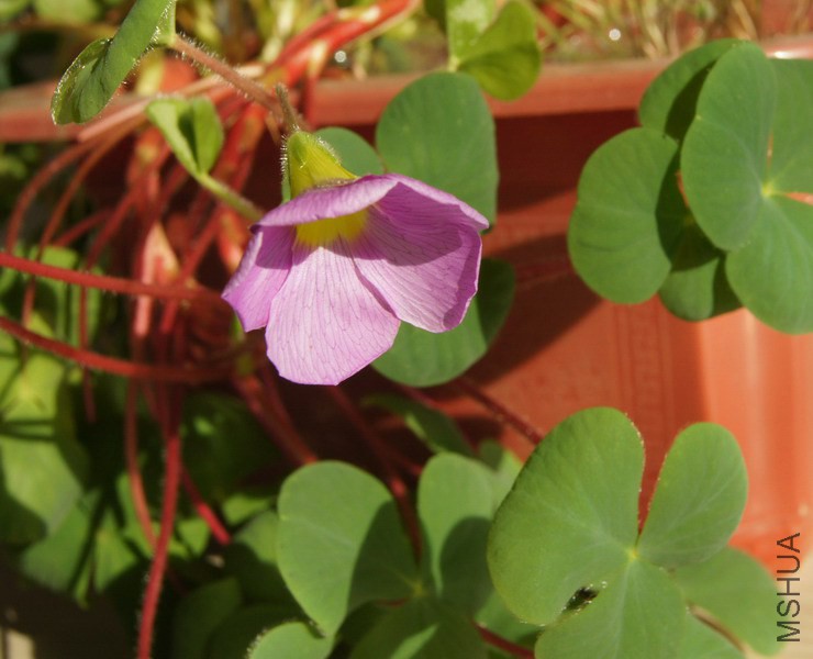 Oxalis purpurea 'Lavender' ������ܽ�� 1.jpg