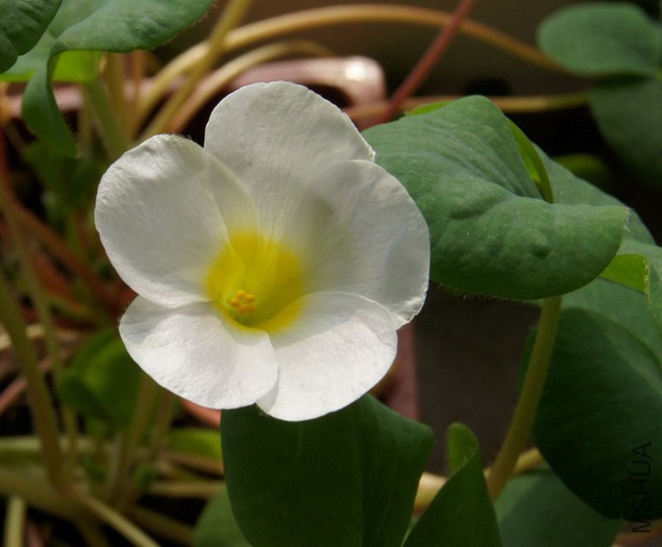 Oxalis purpurea white ��ܽ��.jpg