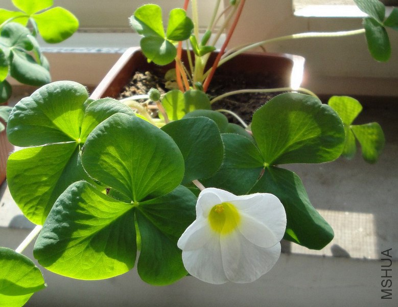 Oxalis purpurea white ��ܽ��1.jpg