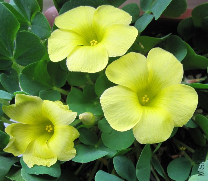 Oxalis purpurea 'Yellow' ��ܽ�� 2.jpg