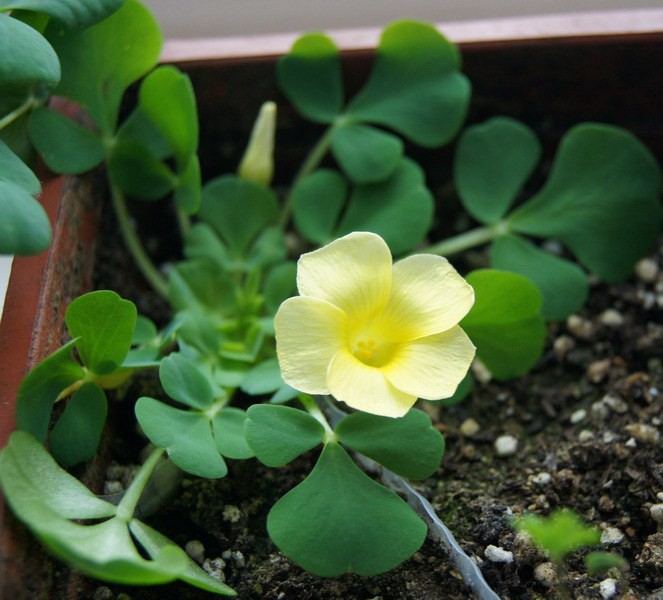 Oxalis purpurea 'Yellow' ��ܽ�� 1.jpg