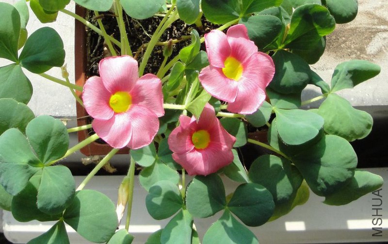 Oxalis purpurea ��ܽ��.jpg