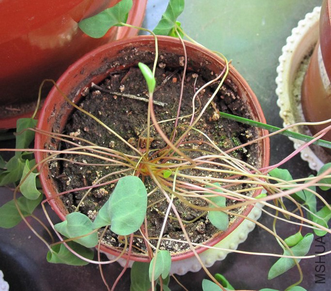 Oxalis simplex һƬ��.jpg