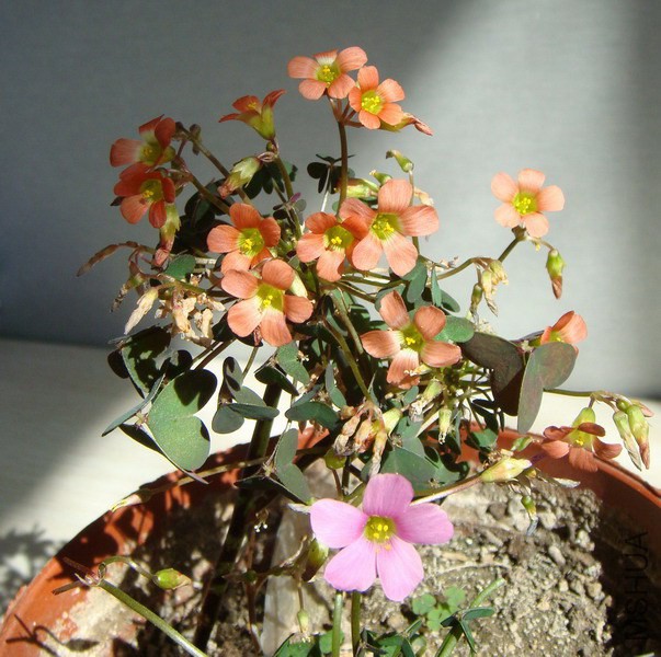 Oxalis stenorrhyncha �߸��� 2.jpg